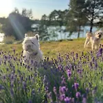 Nature *