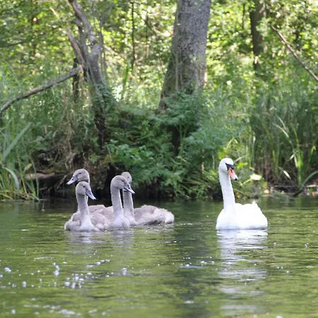 Nature Villa *